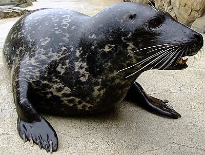 Harber Seal