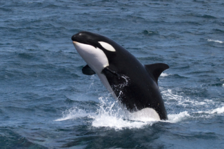 KillerWhale