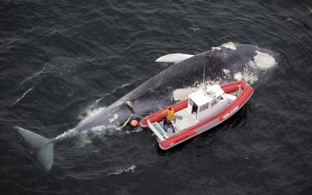 Blue Whale