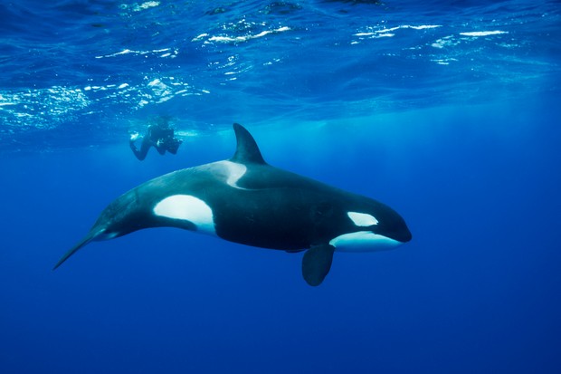 Killer Whale