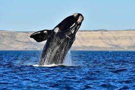 Right Whale