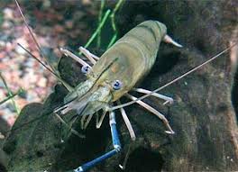 prawn