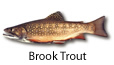 Brook Trout fishing tips