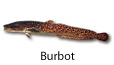 Burbot fishing tips