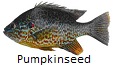 Pumpkinseed fishing tips