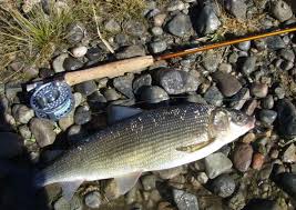 whitefish