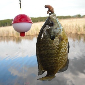 Bluegill