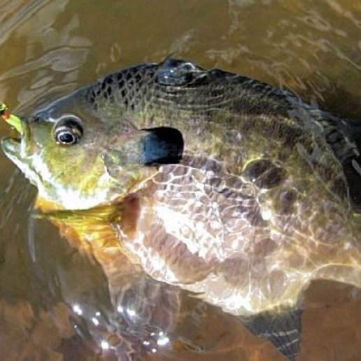 Bluegill