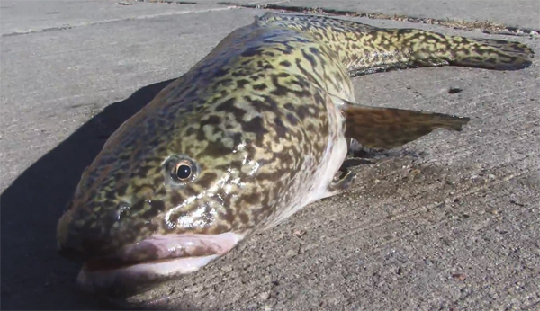 burbot