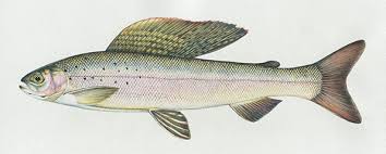 Arctic Grayling