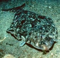 Halibut