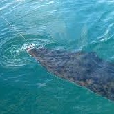 fishing for halibut