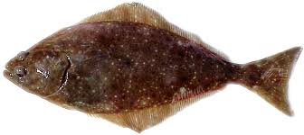 Pacific Halibut