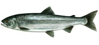 Kokanee