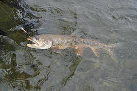 lake trout