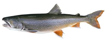 lake trout