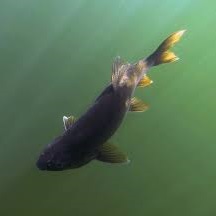 laketrout