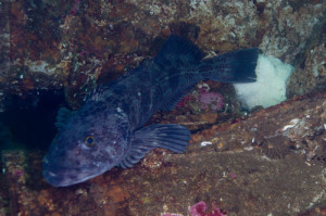 lingcod