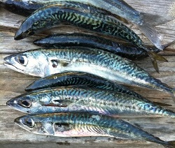 pacific mackerel