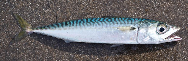 how to fish for chub mackerel