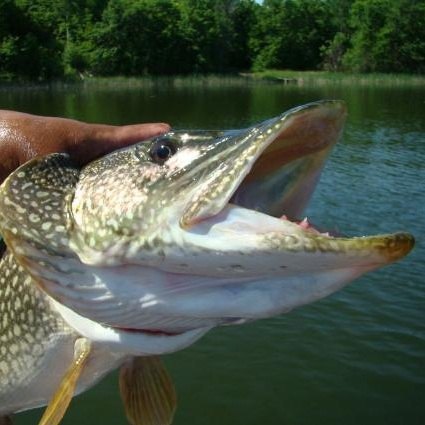 northen pike fishing