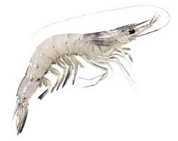 prawn