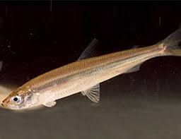 surf smelt
