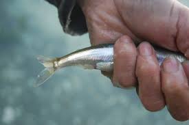 smelt