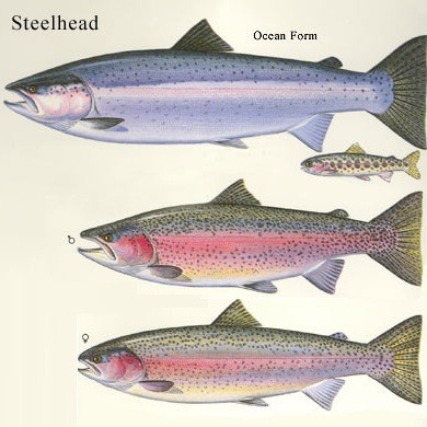 steelheads