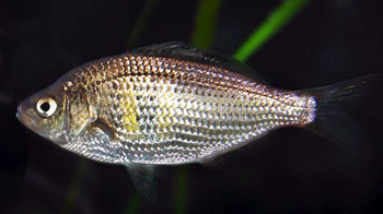 shiner_perch
