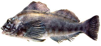 kelp_greenling