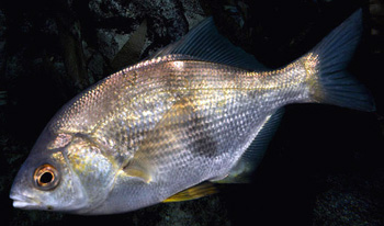 pile_perch