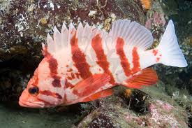 tiger rockfish